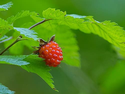 Washington State, Central Cascades. Edible and delicious red salmonberry fruit with leaves close-up Art Print